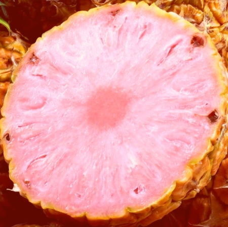 Pink Pineapple 