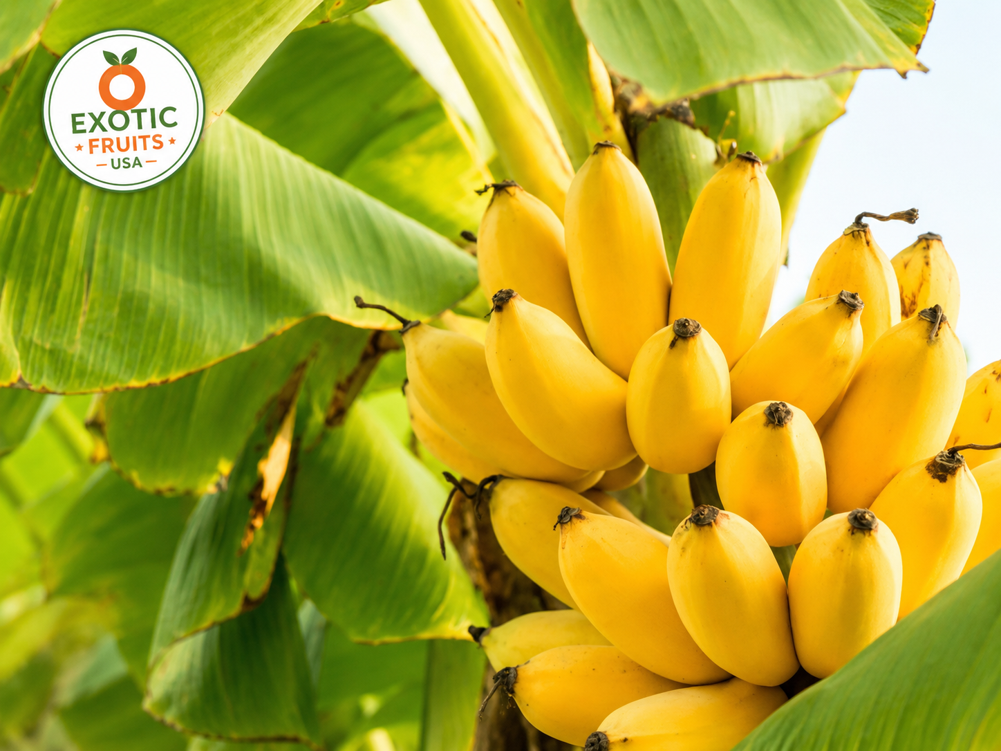 Fresh Burro Bananas – Premium Tropical Bananas Delivered Nationwide