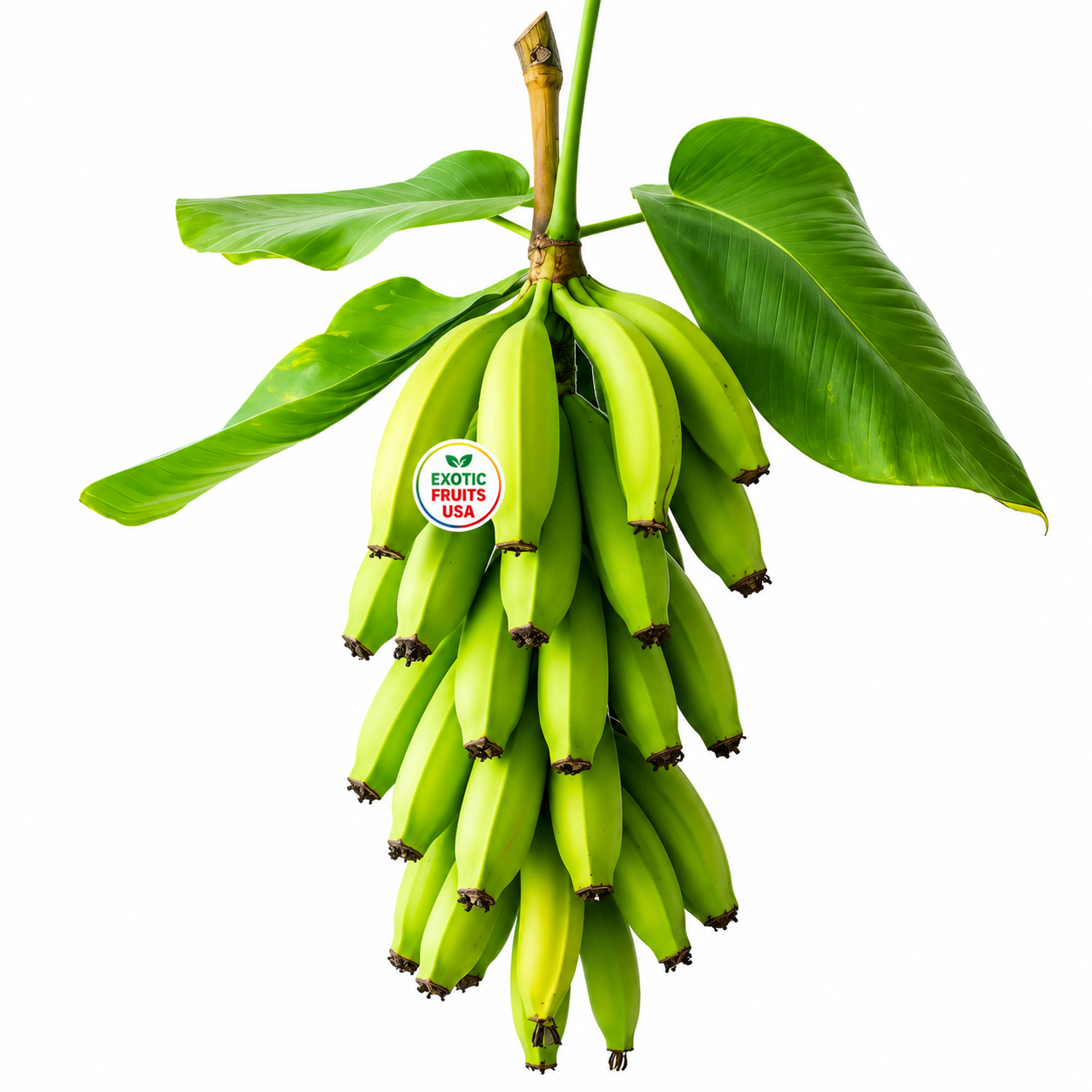 Buy Fresh Plantains (7 lbs) | Premium Cooking Plantains