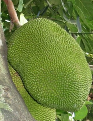 We are proud to be the number one fresh jackfruit provider in the United States.