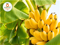 Buy Fresh Burro Bananas Online | Premium Tropical Fruit Box
