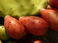 fresh Cactus Pears