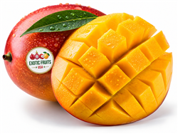 Keitt Mangos