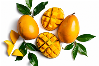 Kent Mangoes