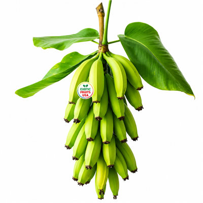 Buy plantains,Buy plantains Banana,Buy plantains Banana Online