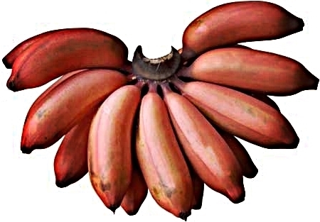 Fresh Bunch of Red Bananas  Central Market - Really Into Food
