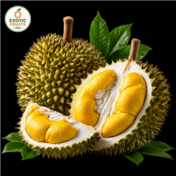 Buy Fresh durian fruit Online Today- Exotic Fruits USA