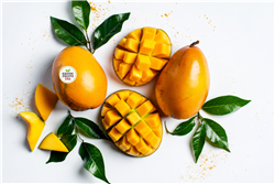 Fresh Kent  Mangoes  Box Large