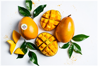 Fresh Kent  Mangoes  Box Large